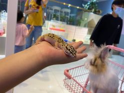 -Moni星球萌宠·小马宝莉·灵蛇·高端高阶全萌宠互动体验俱乐部(红豆国际广场店)