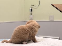 -艾吉宠物医院·疑难杂症转诊中心·猫友好(碧江路院)