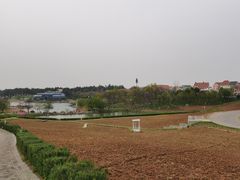 -大塘金香草谷