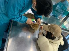 -万博宠物医院·手术·诊疗(未央凤城五路店)