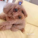 剪完毛发的毛孩子真的是越看越漂亮呢，爱了爱了！