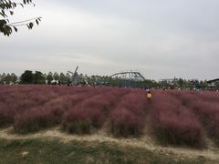 -金卉庄园