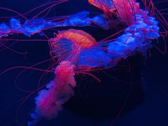 -成都浩海立方海洋公园