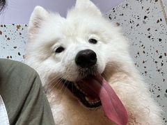 -毛绒耶耶撸宠馆·猫咖·狗咖·荷兰猪咖