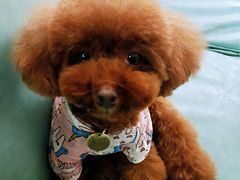 -百好乐宠物友好餐厅(朝外大街店)