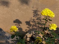 -东莞植物园