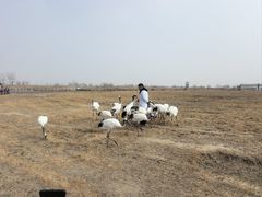 -盐城丹顶鹤湿地生态旅游区