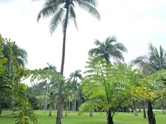 -西双版纳原始森林公园