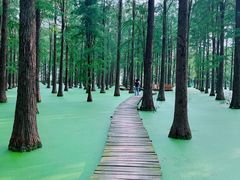 -渌洋湖湿地公园