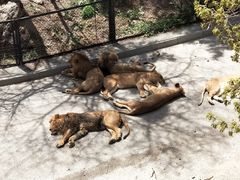 -大连森林动物园