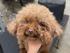 -帕帕拉兹宠物(亚洲旗舰店)