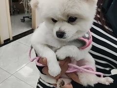 -安安宠医宠物医院·异宠·犬猫内科(岳阳分院)