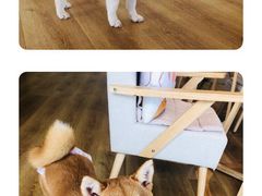 -柴犬小屋·柴餐厅·狗咖食堂(金鼎广场店)