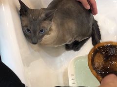 -momokira米努特·德文卷毛猫·棉花面纱犬