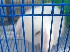-万商花鸟市场