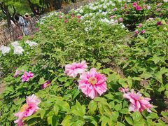-黑龙江省森林植物园