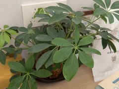 -长风拨筋养身(金虹桥店)