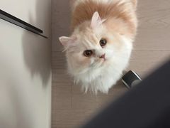 -老吴的猫·猫舍(新区店)