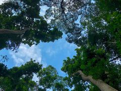 -西双版纳原始森林公园