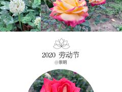 -海上花岛玫瑰园采摘