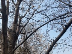 -春风习习