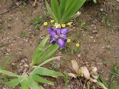 -满满元气和田大枣糕·蛋糕(朝阳大悦城店)