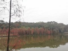 -三水森林公园