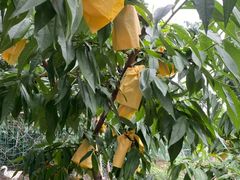 -老袁家蜜桃农场·阳山水蜜桃