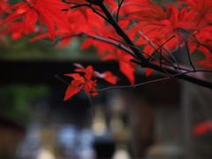 -峨眉山报国寺