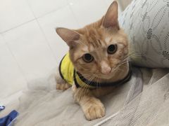 -钦宠·猫咪售卖·洗护·寄养(东圃旗舰店)