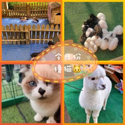 -萌宠亲子动物乐园(槐房万达店)