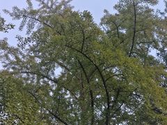 -三里屯东五街银杏大道
