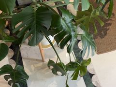 -一尺花园(安和花园店)