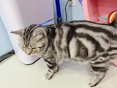 -糯米喵星人·撸猫猫舍咖啡馆(西市场嘉华店)