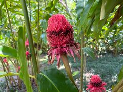 -中国科学院西双版纳热带植物园