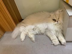 -御宝贝·A梦猫科宠物医院(国际猫友好医院)