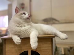 -酷豆宠物咖啡·宠物美食·撸猫馆