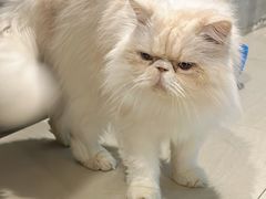 -豆逗聊愈猫阁Easy Life