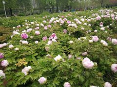 -洛阳市隋唐城遗址植物园