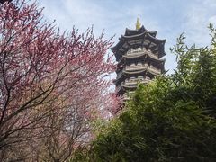 -洋湖国家湿地公园