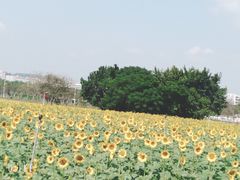 -光明小镇欢乐田园