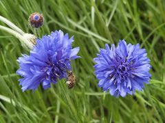 -春花秋色城市公园