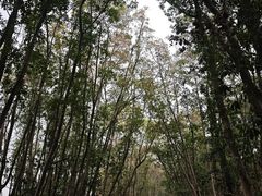 -艾溪湖湿地公园