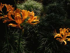 -杭州植物园