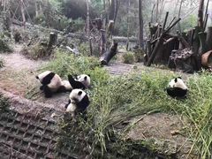 -都江堰中华大熊猫苑