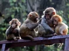 -洛阳花果山景区
