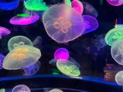 -太平洋海底世界