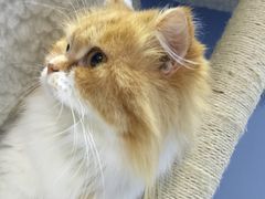 -喵的天空名猫咖啡馆·撸猫·猫舍·用品