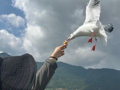 -海埂大坝