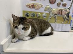 -御宝贝·A梦猫科宠物医院(国际猫友好医院)